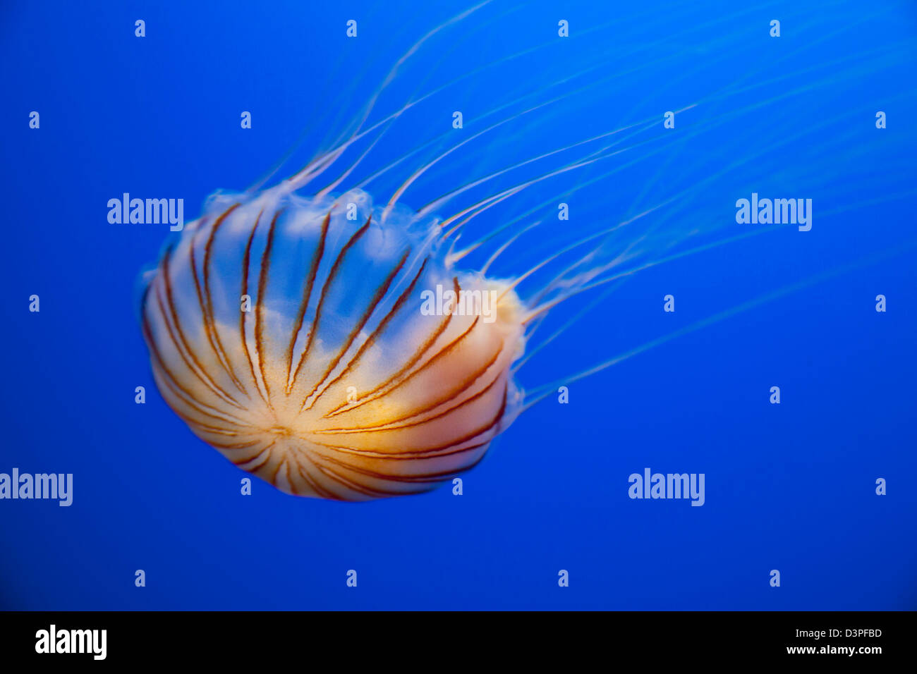 The compass jellyfish, Chrysaora hysoscella, has a diameter of up to 30 cm. Aquarium photograph. Stock Photo