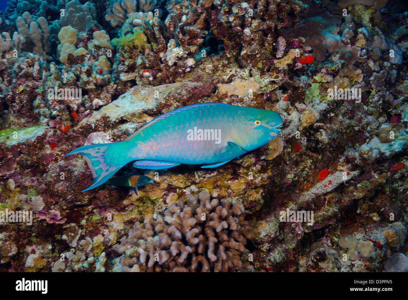 The terminal or final phase of a supermale ember parrotfish, Scarus rubroviolaceus, Hawaii. Stock Photo