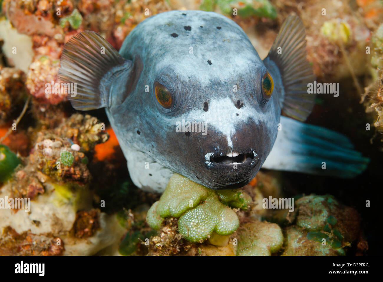 This black spotted puffer, Arothron nigropunctatus, is resting on a reef off the island of Bali, Indonesia. Stock Photo