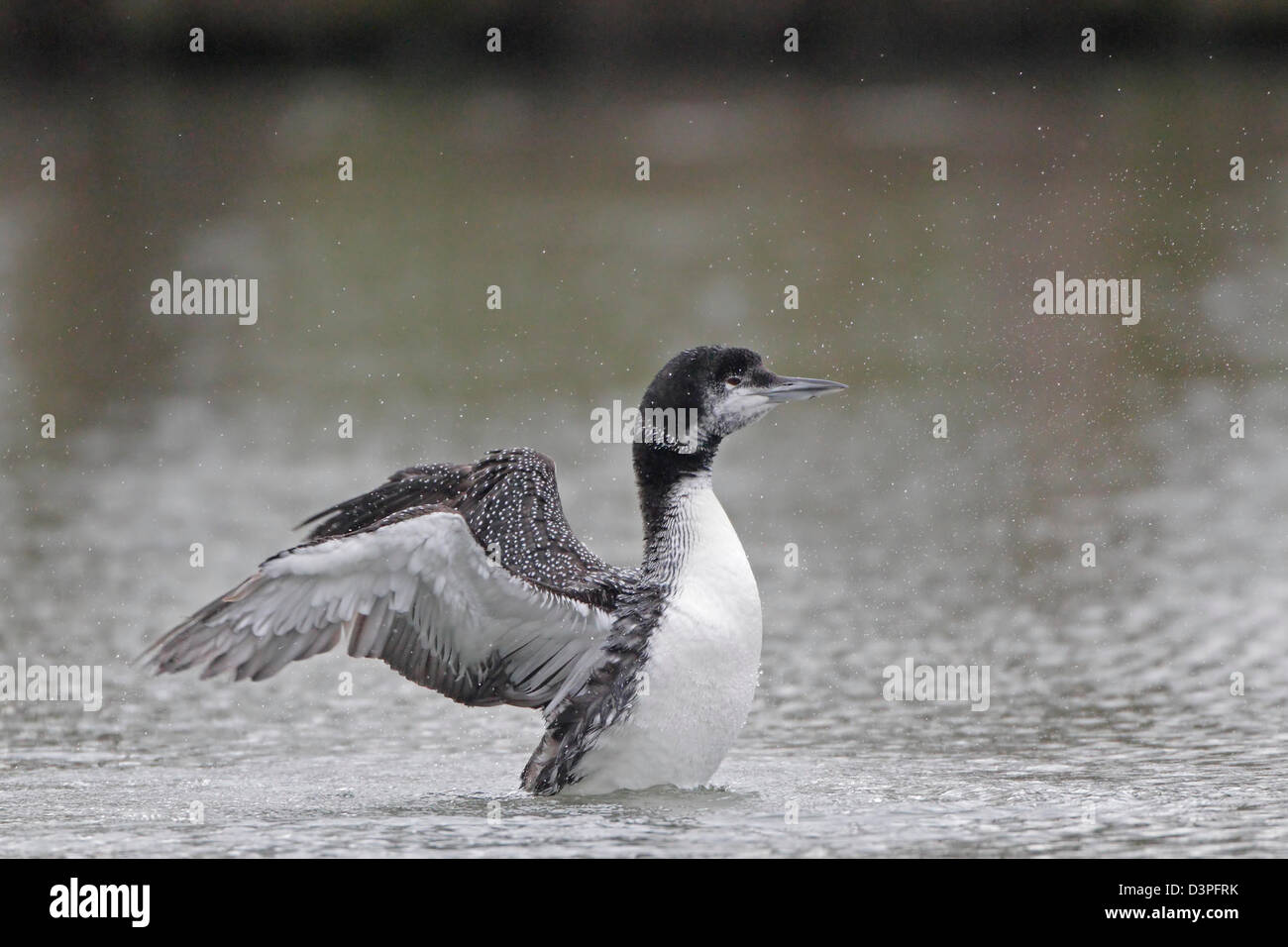 Great Northern Diver coming into summer from winter plumage Stock Photo