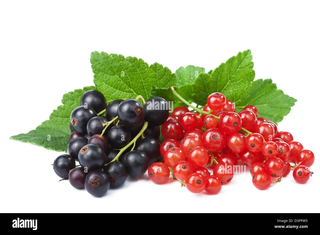 Blackcurrant And Redcurrant Isolated Stock Photo Alamy