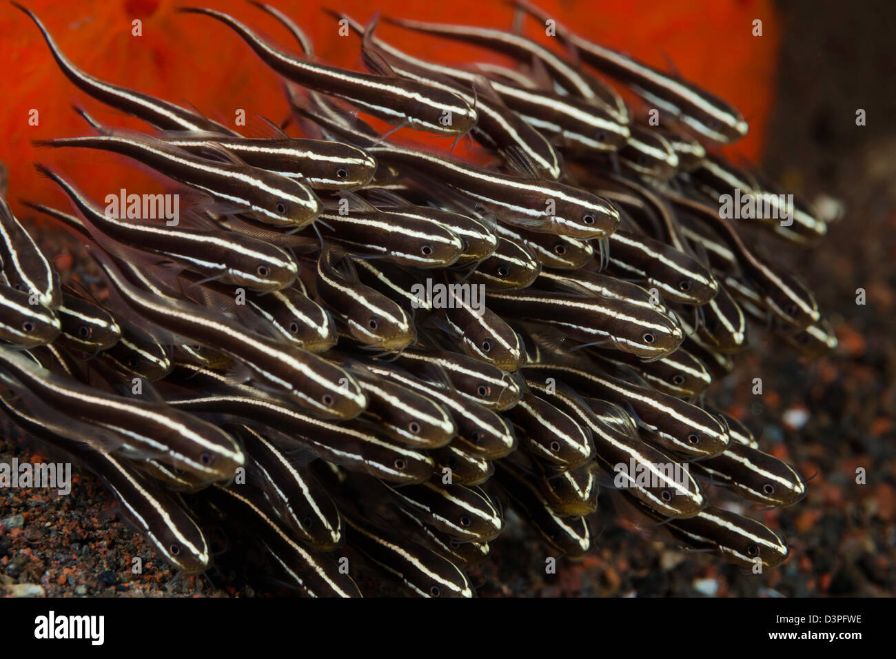 These striped catfish, Plotosus lineatus, have a venomous spine in front of the pectoral fin. Bali, Indonesia. Stock Photo