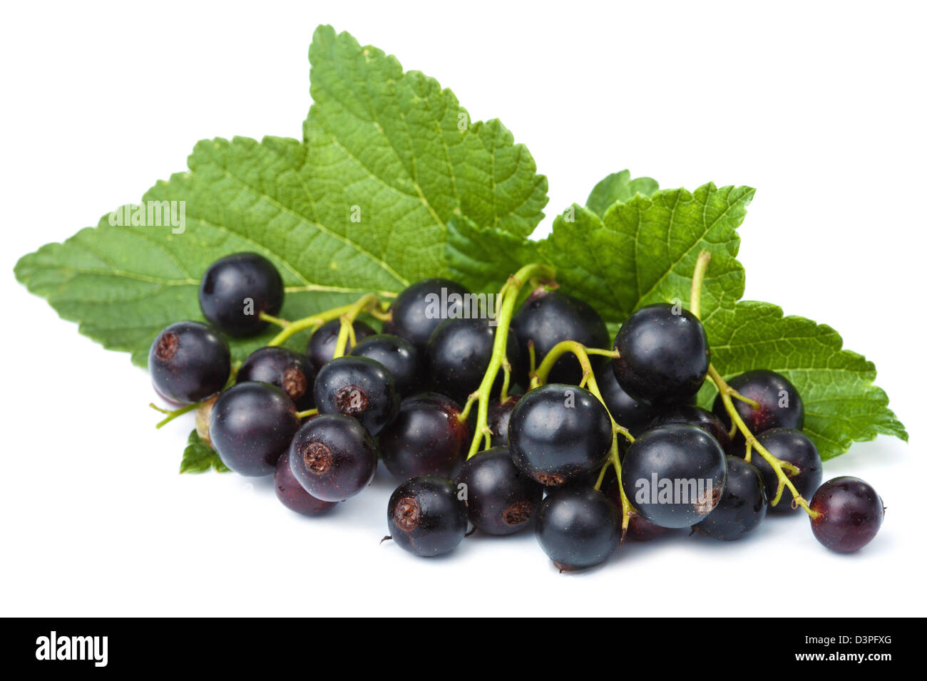 Blackcurrant на русском. Смородиновое вино этикетка. Чибис бревери. Inawera ароматизаторы. Blackcurrant перевод.