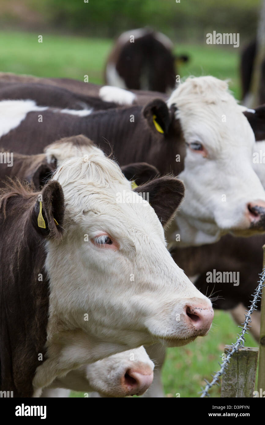 Beef cattle grazing Scotland UK.(scottish shorthorn cattle) Stock Photo