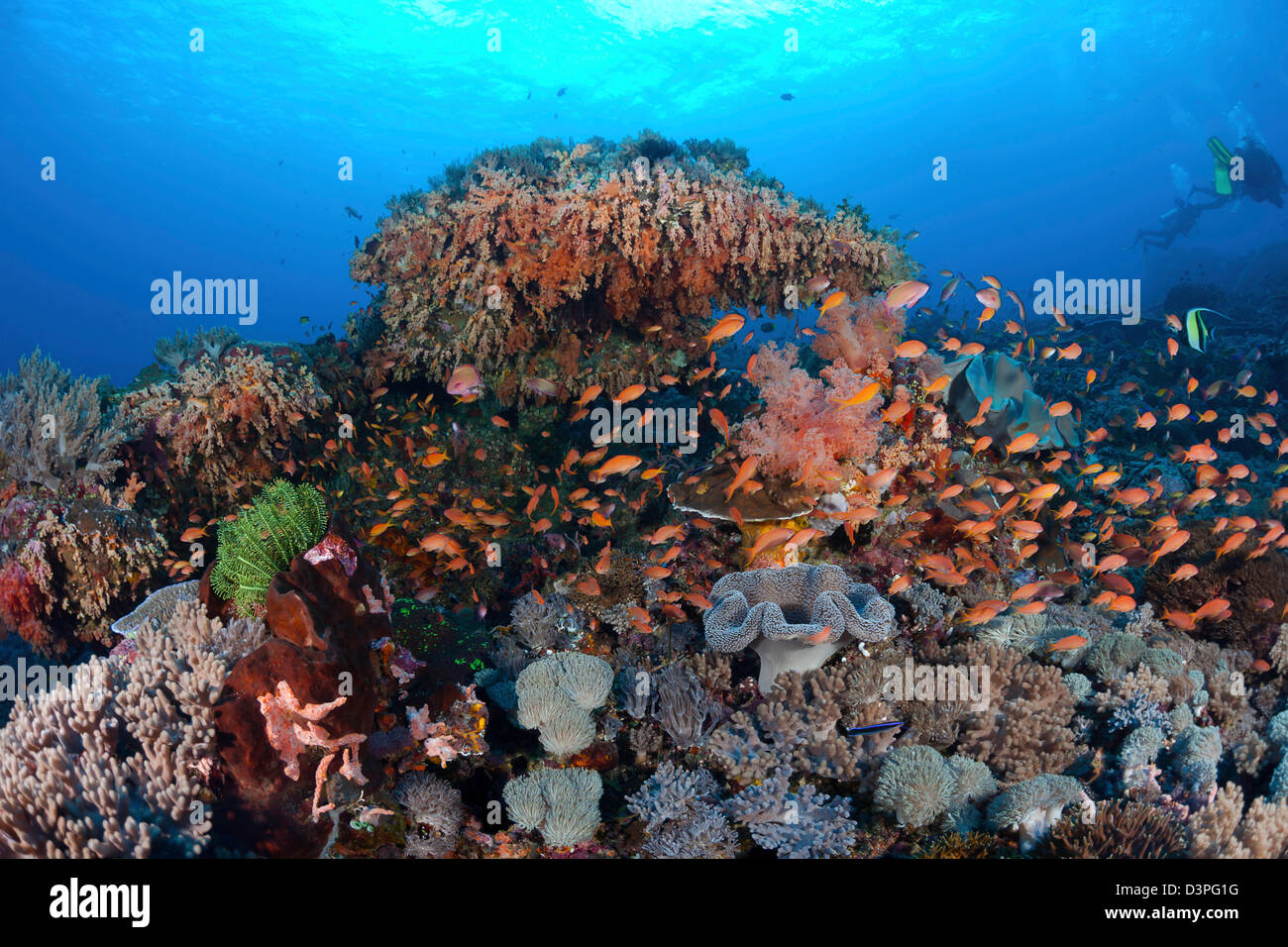 Schooling anthias and alcyonarian coral dominates this reef scene with divers, Crystal Bay, Nusa Penida, Bali Island, Indonesia. Stock Photo