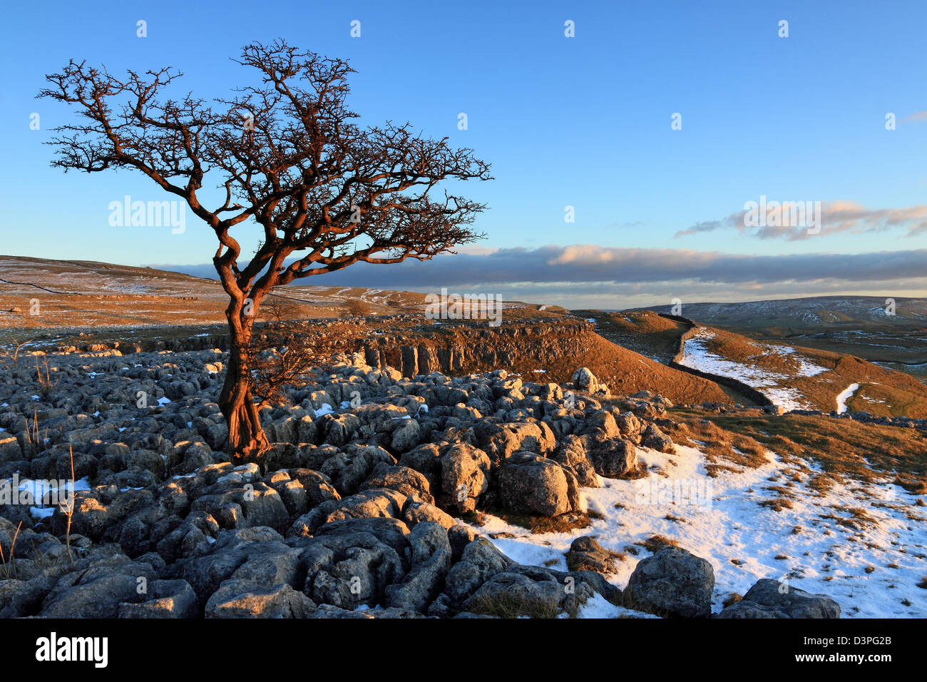 A winter view of a tree on the limestone pavement above Conistone in the Yorkshire Dales National Park, England Stock Photo