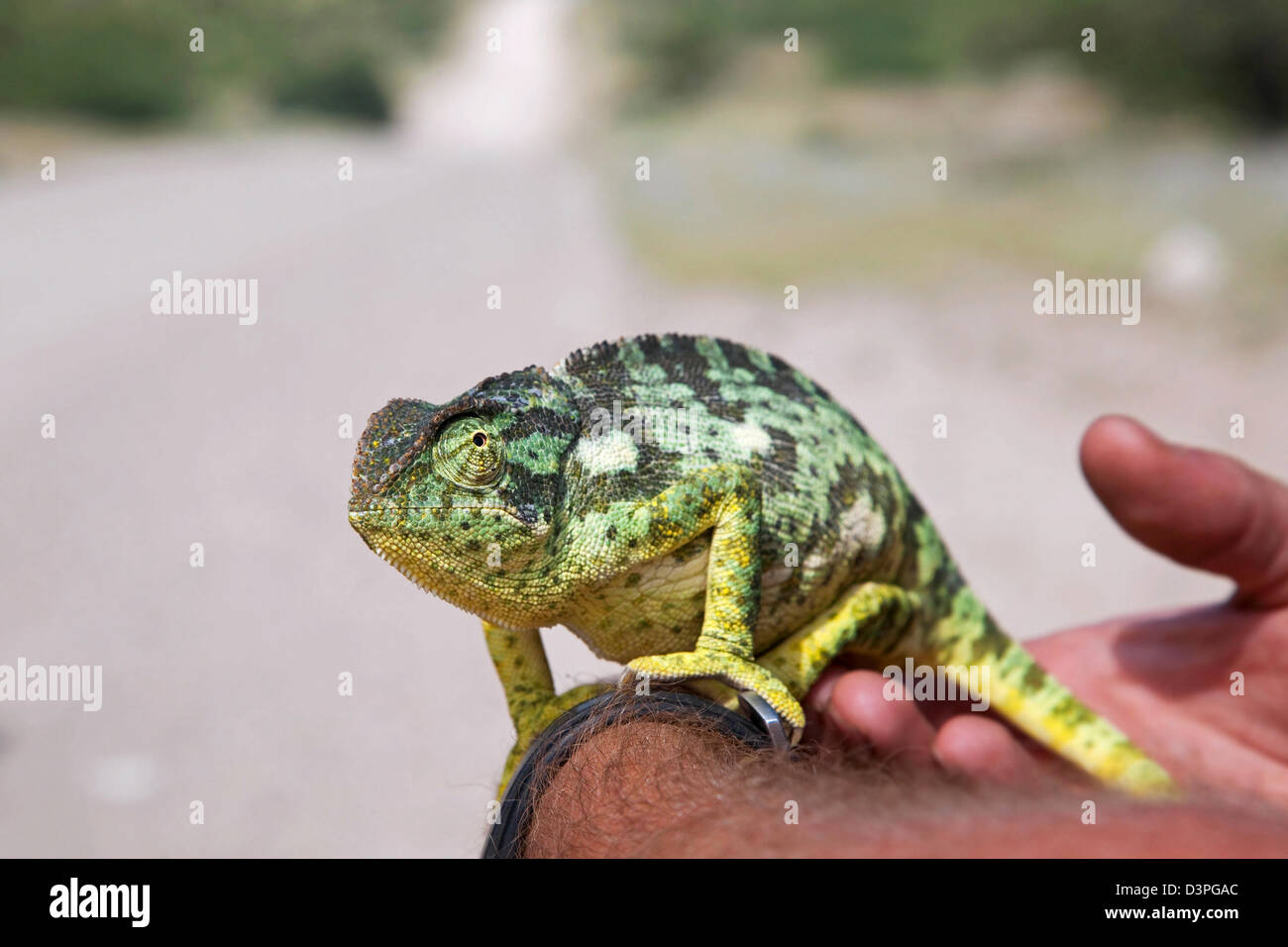 Flap-necked Chameleon (Chamaeleo dilepis) posing on arm of tourist, Namibia, South Africa Stock Photo