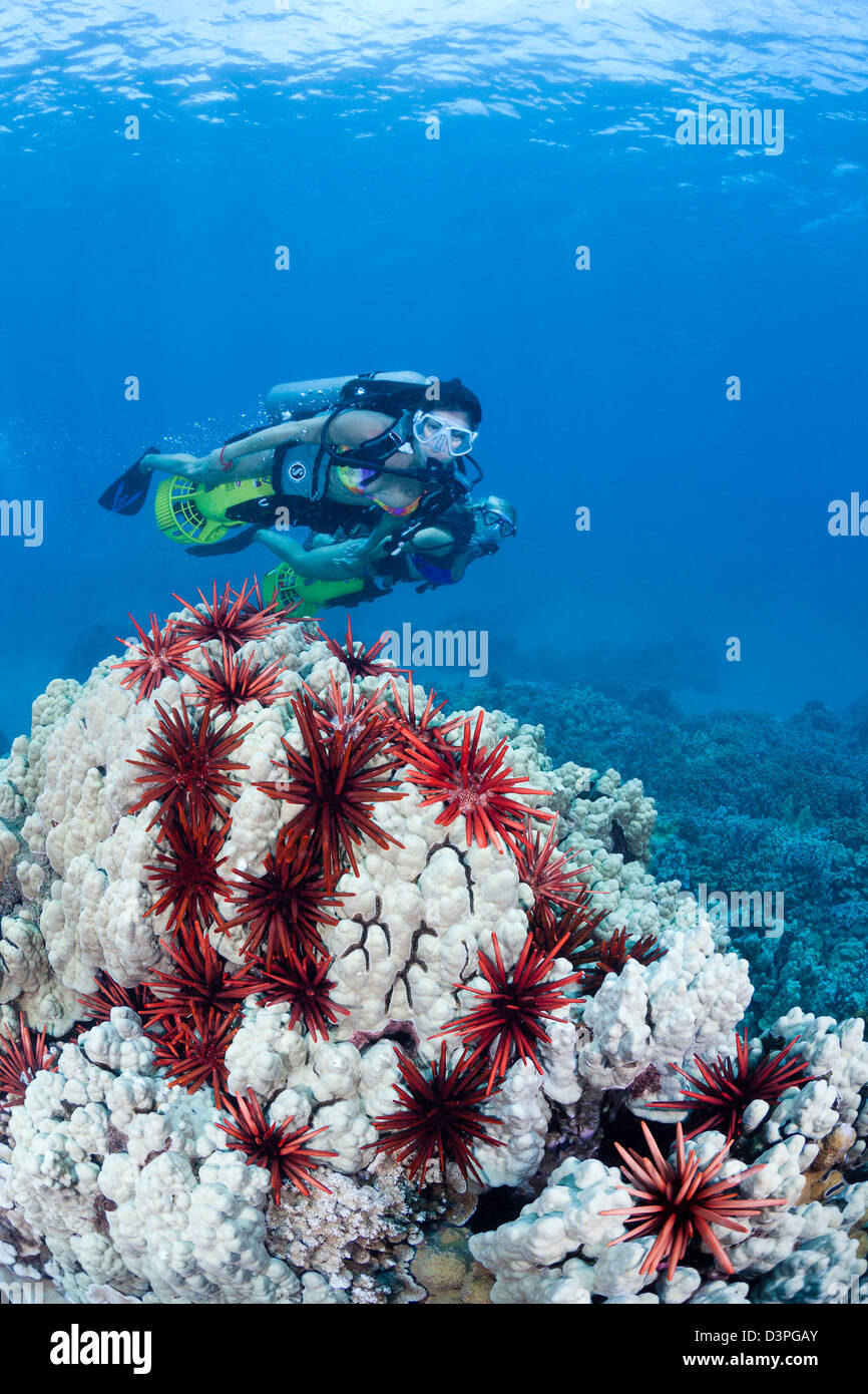 Two female divers (MR) on underwater scooters cruise over a coral head, peppered with slate pencil sea urchins off Maui, Hawaii. Stock Photo