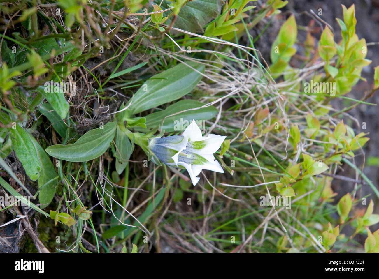 White Trumpet Gentian Stock Photo