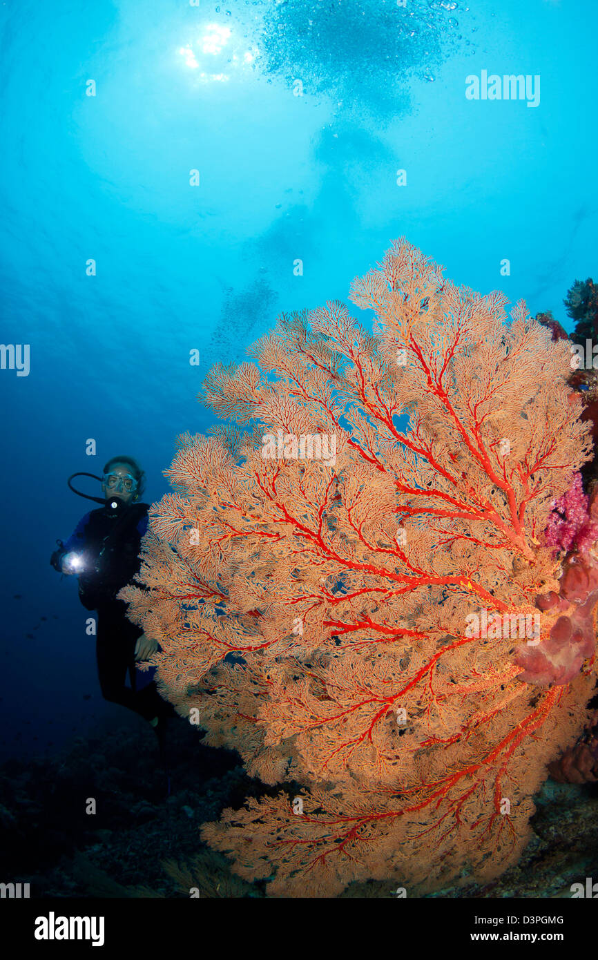 Diver (MR) and gorgonian coral fan, Tubbataha Reef, Philippines. Stock Photo