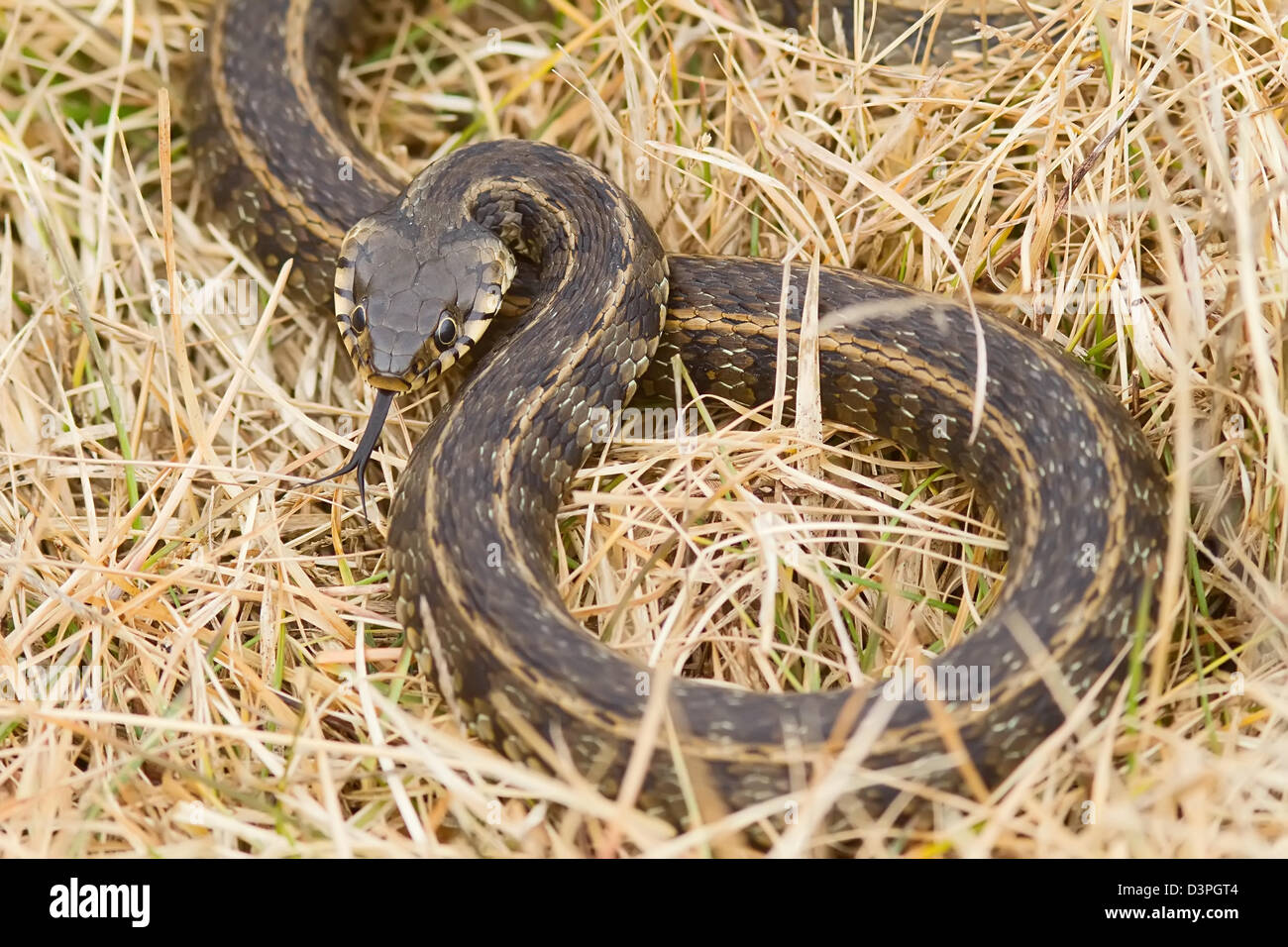 A Water-snake (natrix natrix) showing its forked tongue out of the water Stock Photo