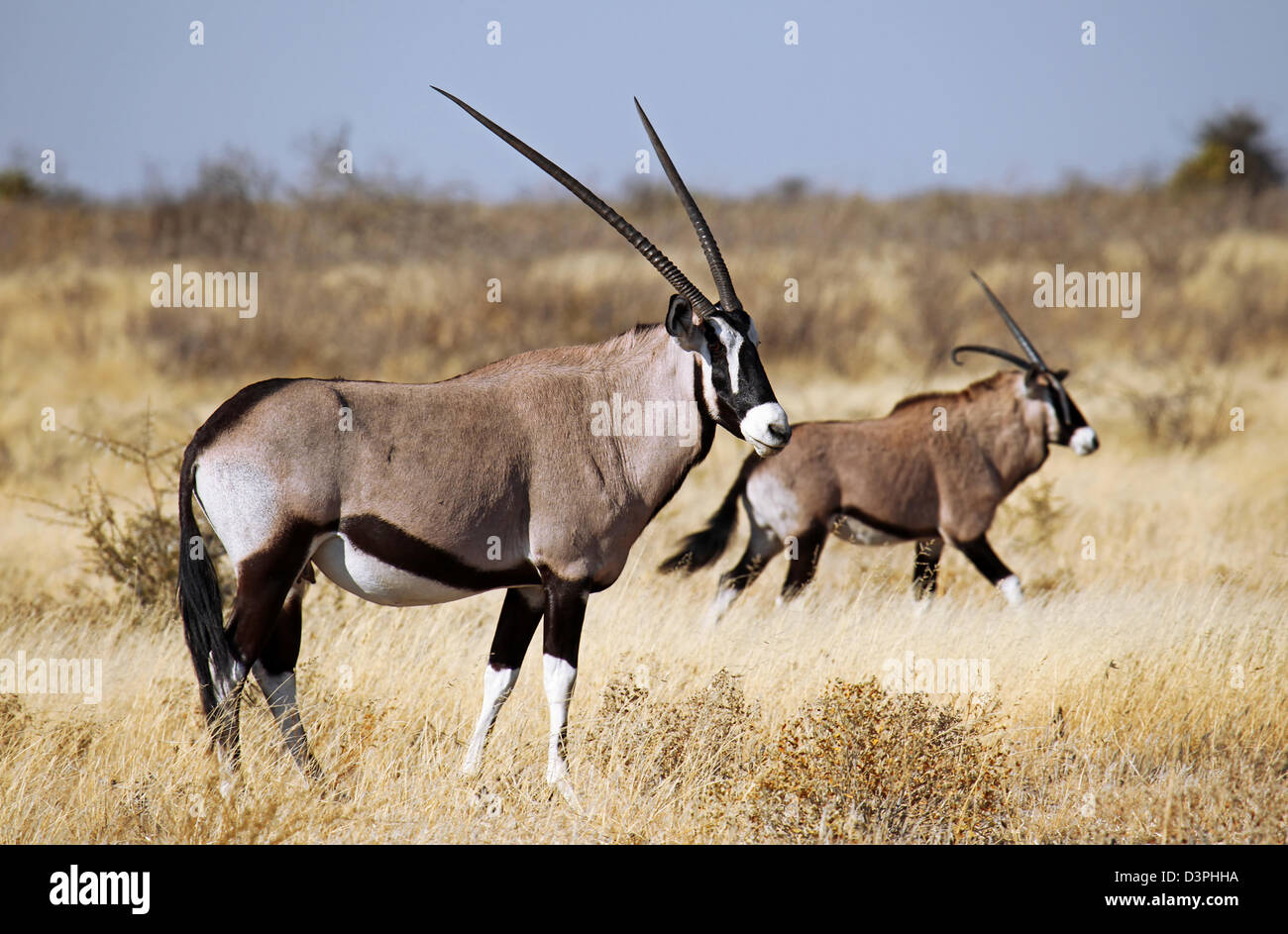 Central Kalahari Game Reserve, Botswana, Botsuana, Oryx gazella, Gemsboks Stock Photo