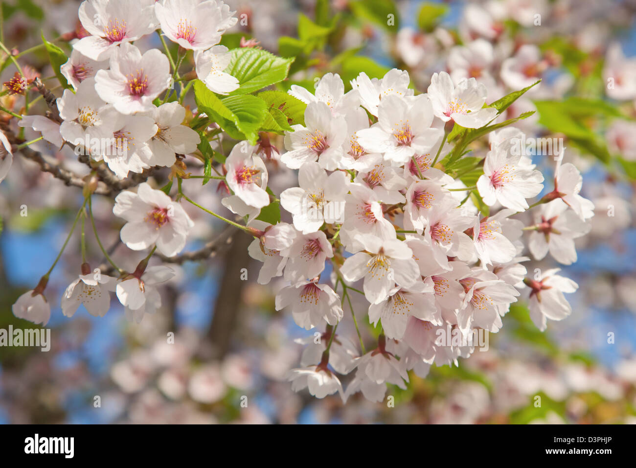white blossom in spring Stock Photo Alamy