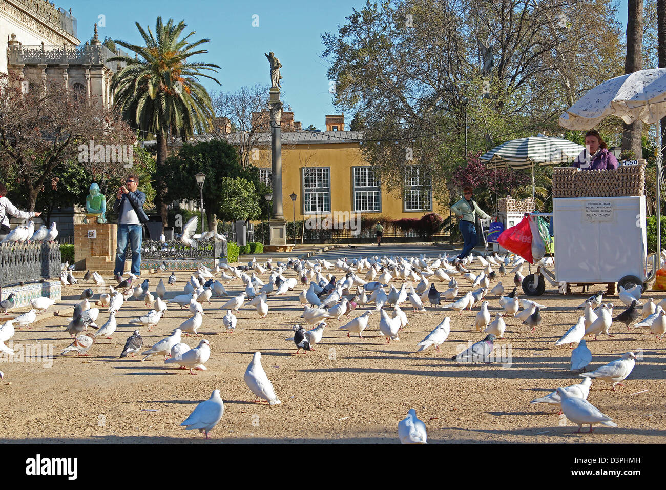PIgeons and Dove in Seville Square , Spain, Andalusia Stock Photo