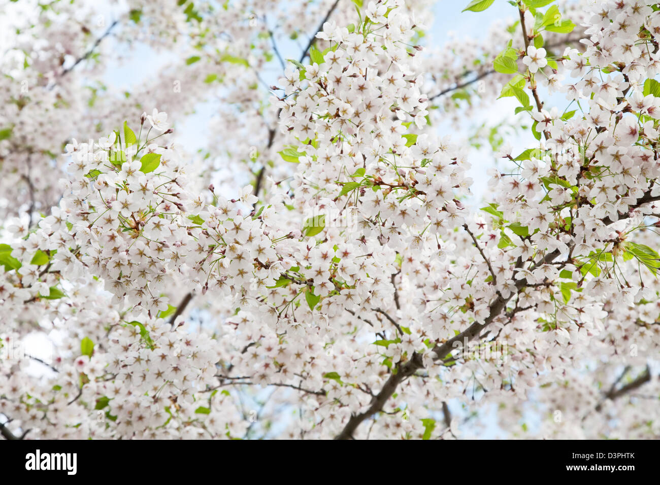 white blossom in spring Stock Photo Alamy