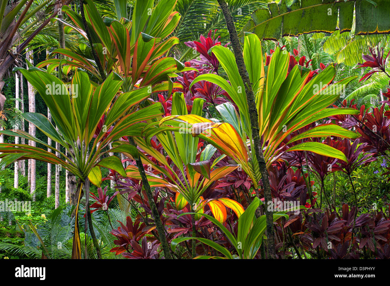 Ti plants. Hawaii Tropical Botanical Gardens. Hawaii, The Big Island. Stock Photo