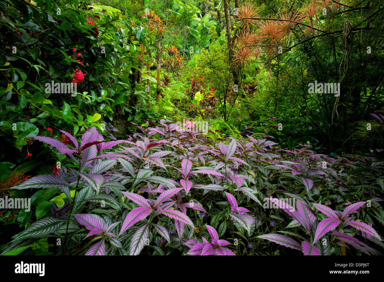 Purple Persian Shield plant in foreground and rainforest. Hawaii Tropical Botanical Gardens. Hawaii, The Big Island. Stock Photo