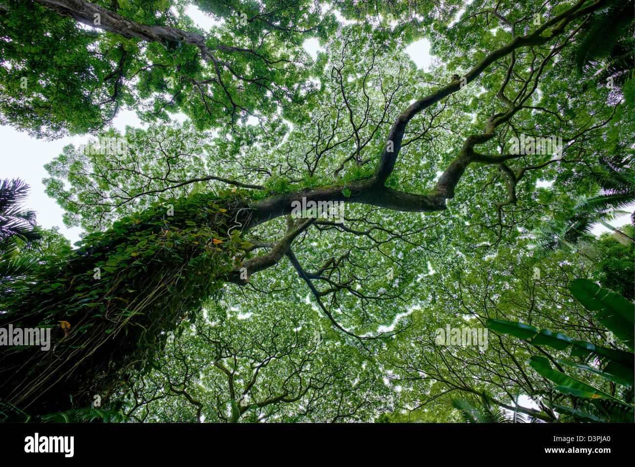 Monkey pod tree. Hawaii Tropical Botanical Gardens. Hawaii, The Big Island. Stock Photo