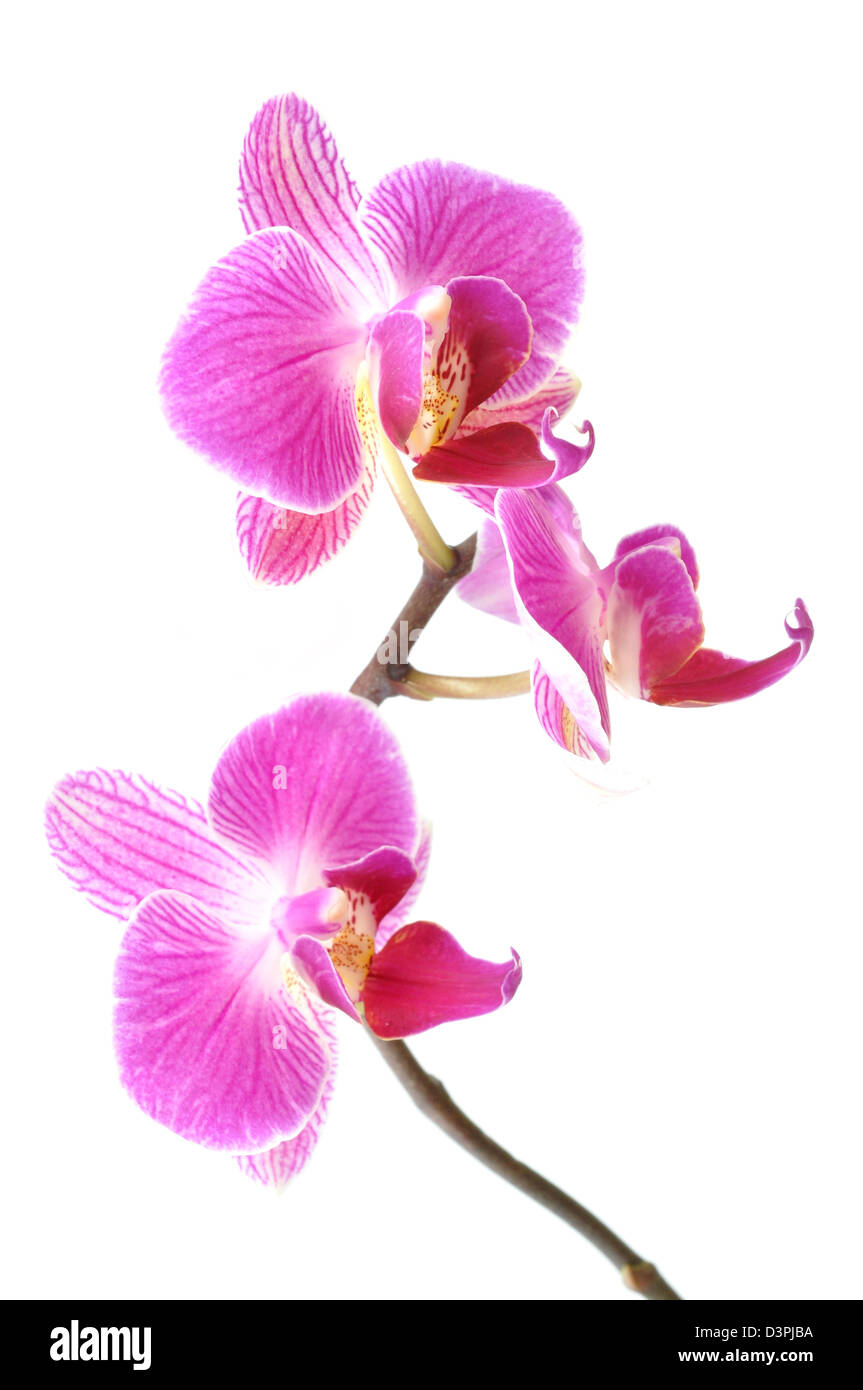 Orchids garden hi-res stock photography and images - Alamy