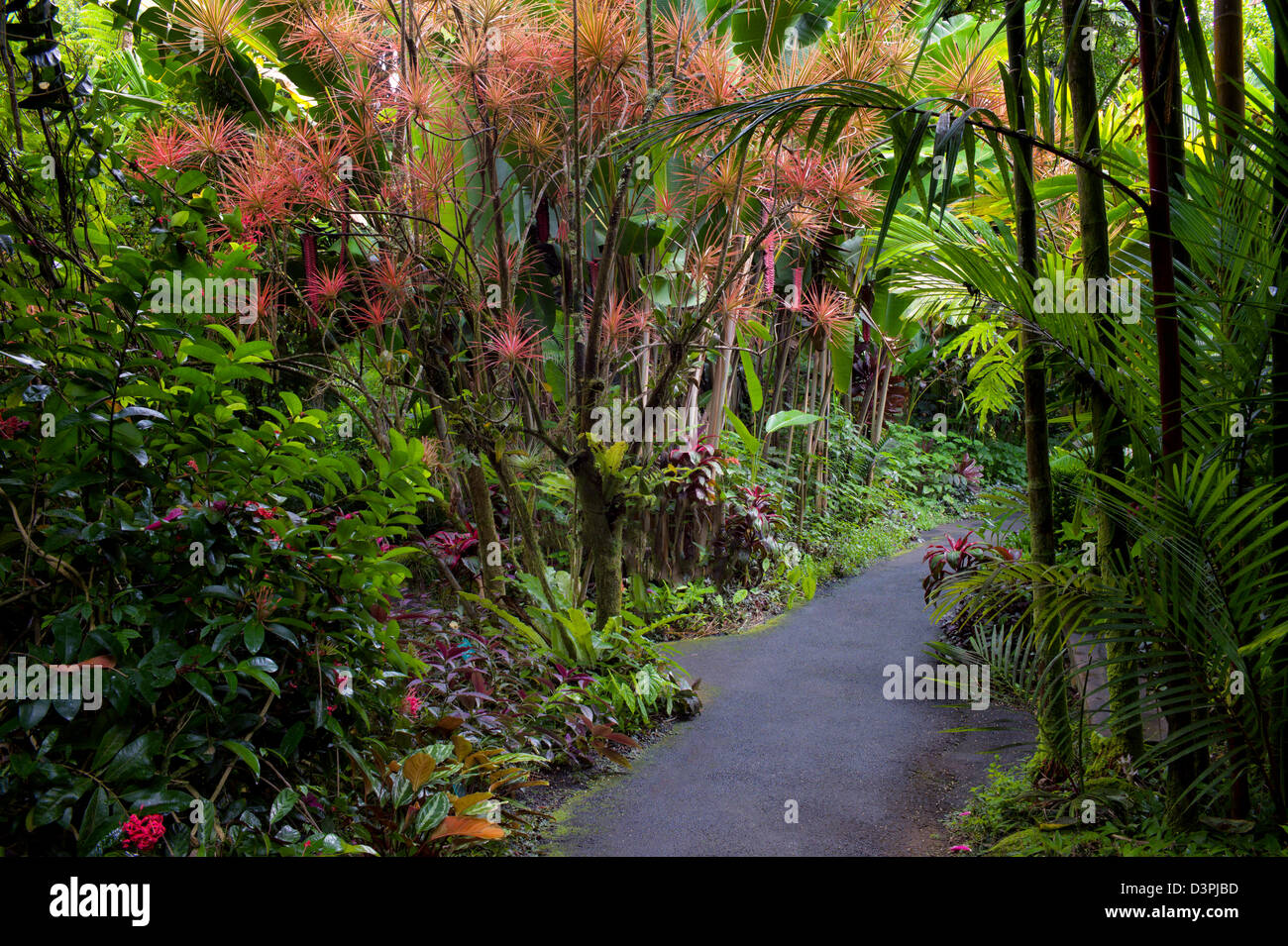 Pathway in Hawaii Tropical Botanical Gardens. Hawaii, The Big Island. Stock Photo