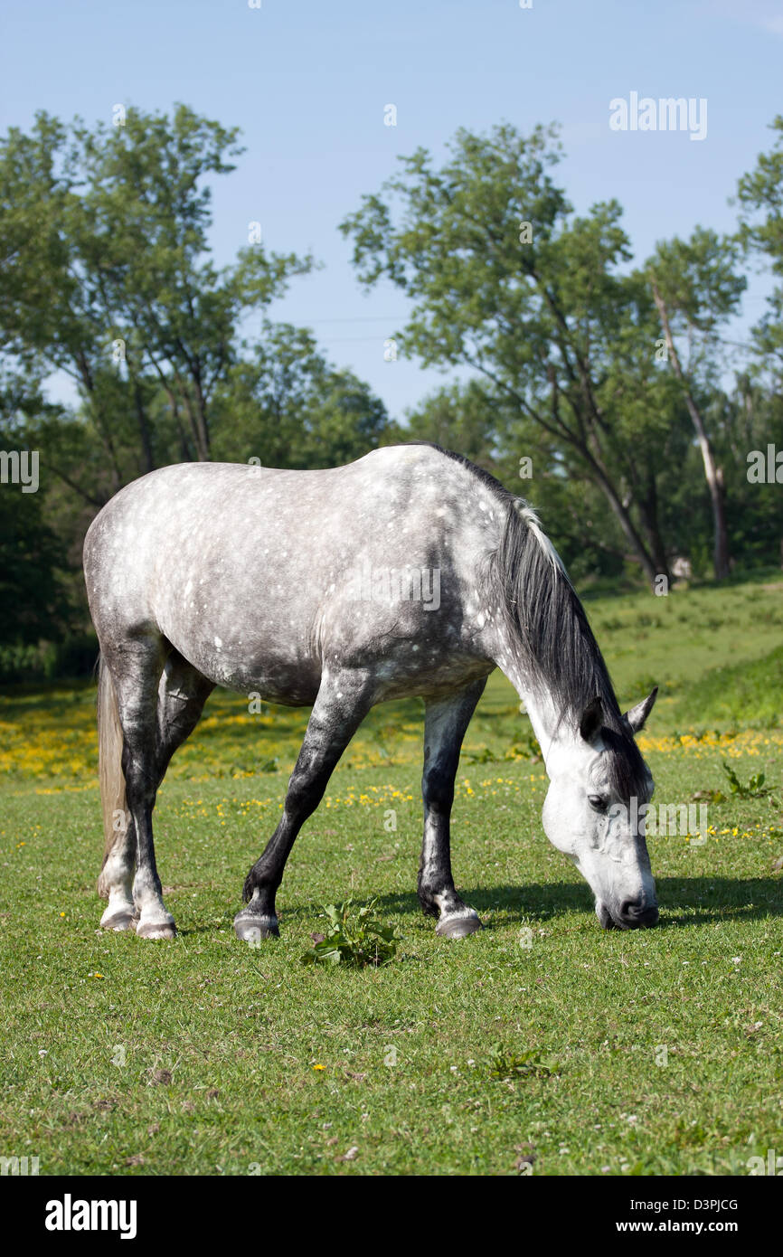 White horse in the meadow Stock Photo - Alamy