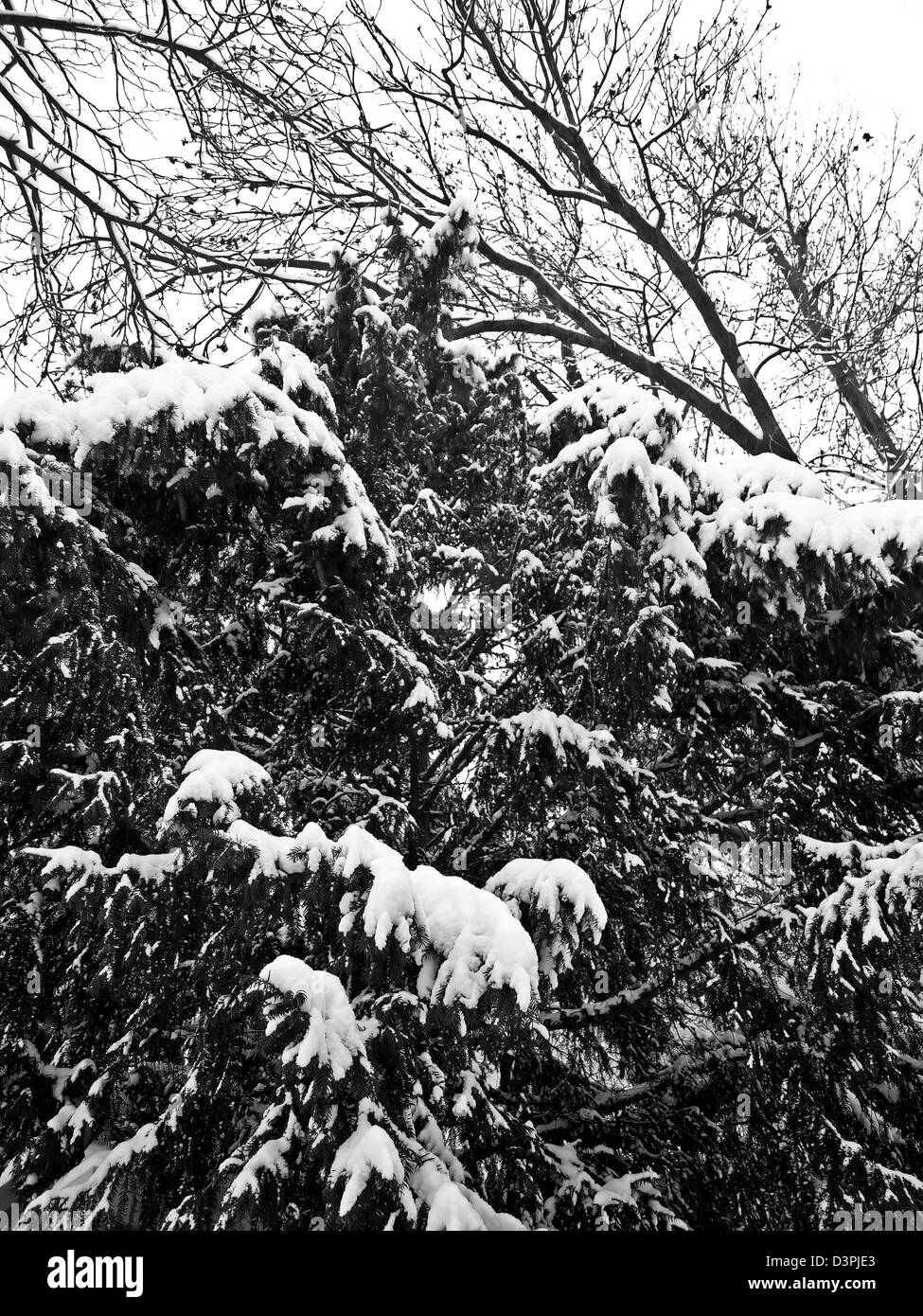 Viena Black and White Stock Photos & Images - Alamy