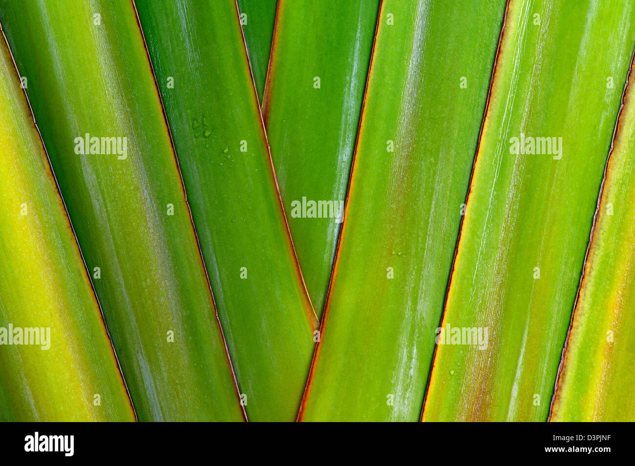 Close up of Traveller's Palm. Hawaii, The Big Island. Stock Photo