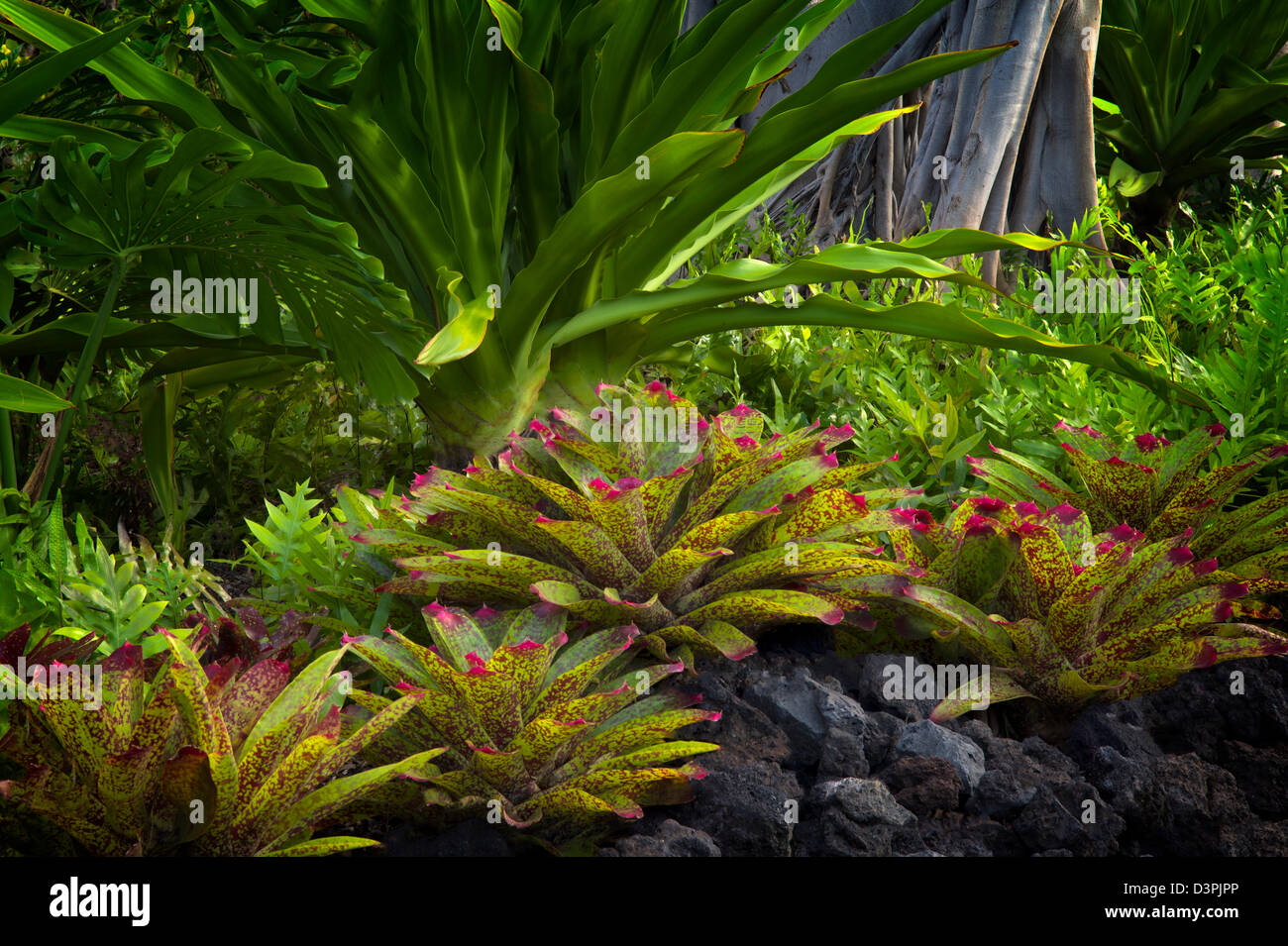 Bromeliads in garden. Hawaii, The Big Island. Stock Photo