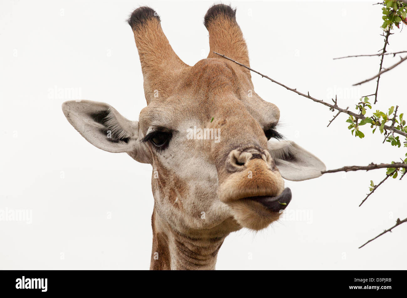 Giraffe (Giraffa camelopardalis) Watching you watching me.  Extreme close up head shot. Stock Photo