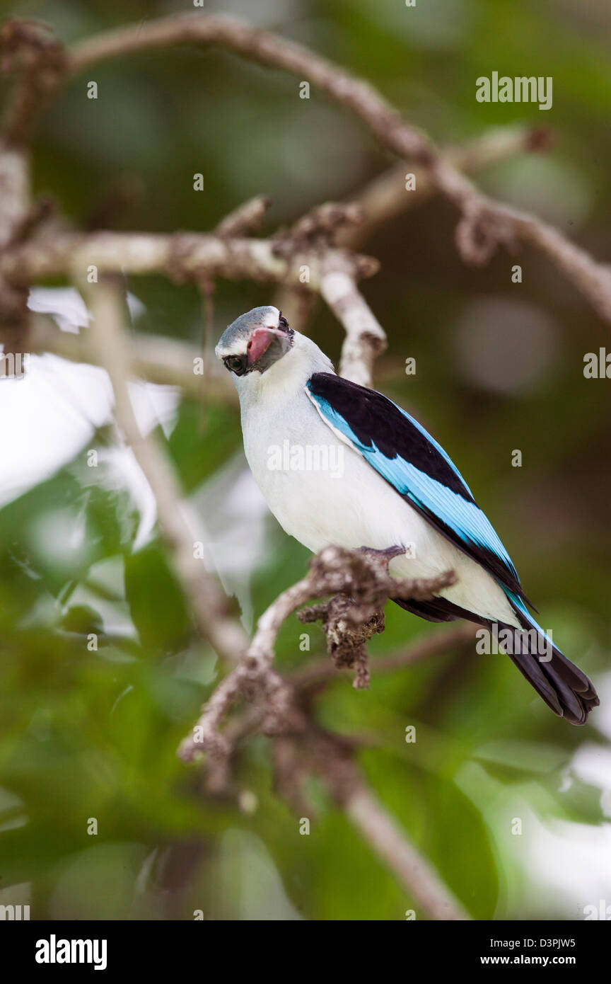 Woodland Kingfisher (Halcyon senegalensis) Looking intensively back at the viewer Stock Photo