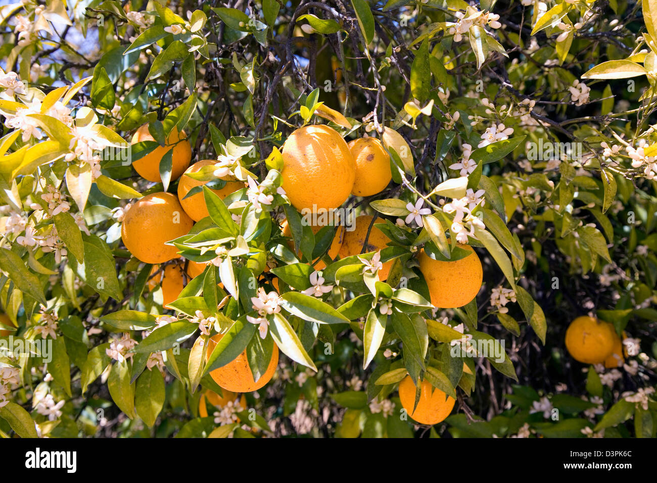 Orange groves surround the charming central California foothill town of Ojai, USA Stock Photo