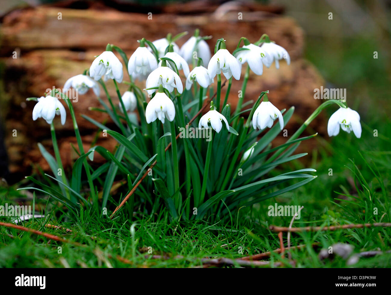 Snowdrops mark first signs of spring  USUALLY but someone should tell the weather as feeze continues and more REAL snow is forecast20/02/2013 Stock Photo