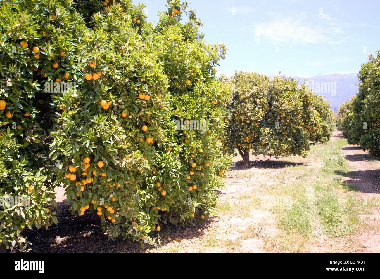 Orange groves surround the charming central California foothill town of