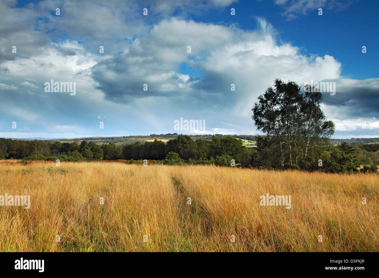 Ash tree forest hi-res stock photography and images - Alamy