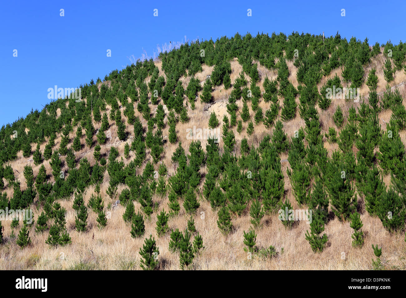 New growth pine trees hires stock photography and images Alamy