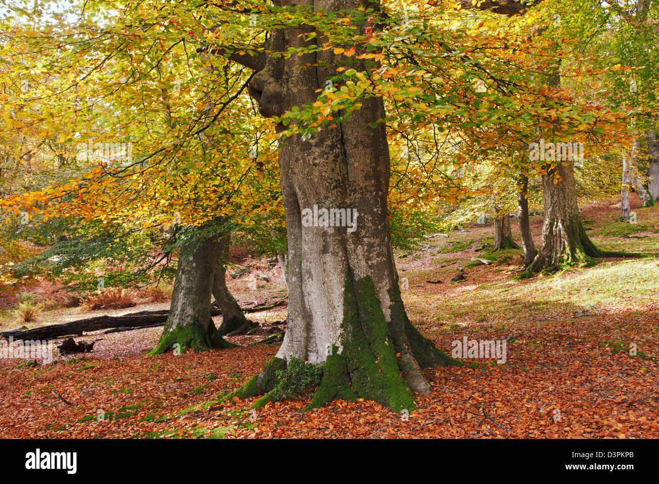 Elm trees britain hi-res stock photography and images - Alamy