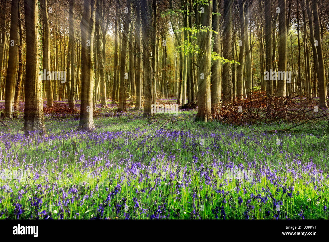 Shafts of light through Bluebell wood, Lower Oldfield Copse, Angmering Park, West Sussex Stock Photo