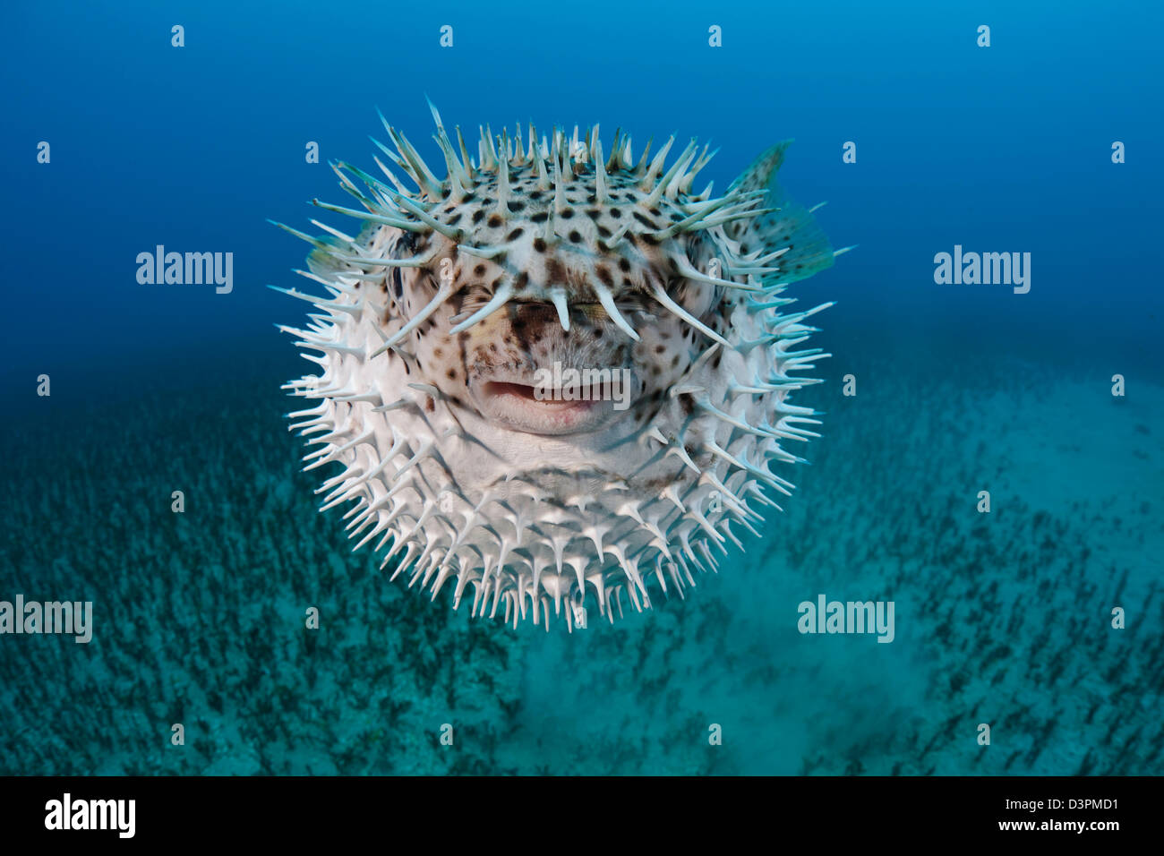 The spotted porcupinefish, Diodon hystrix, feed primarily at night on hard shelled invertebrates. Hawaii. Stock Photo