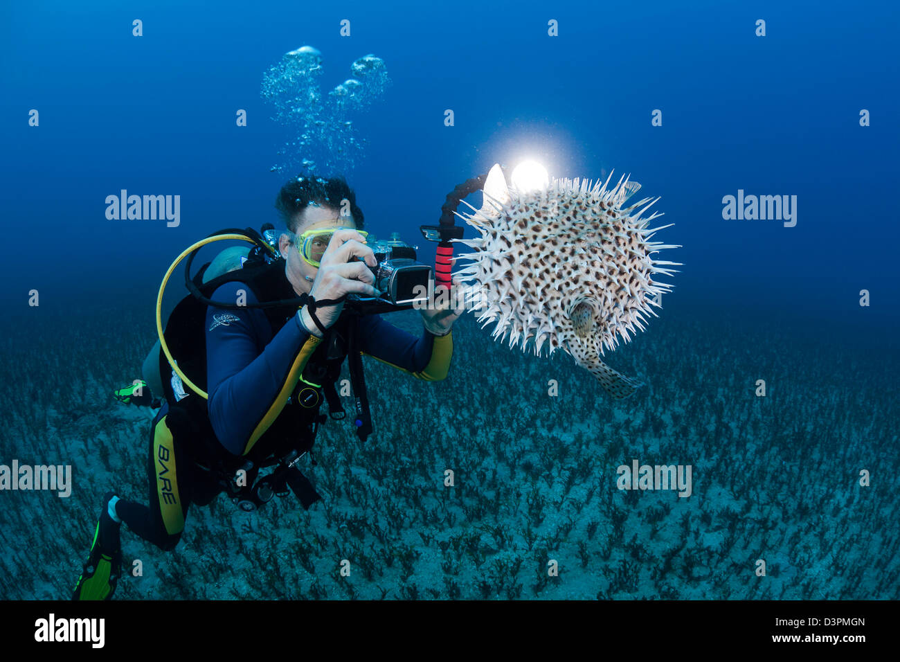 A photographer (MR) lines up on a spotted porcupinefish, Diodon hystrix, Hawaii. Stock Photo