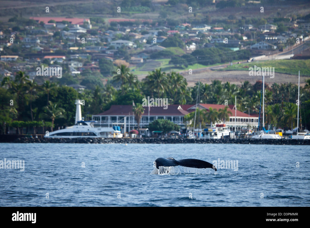 A humpback whale, Megaptera novaeangliae, lifts it's tail in front of Lahaina Harbor and the famous Pioneer Inn on Maui, Hawaii. Stock Photo
