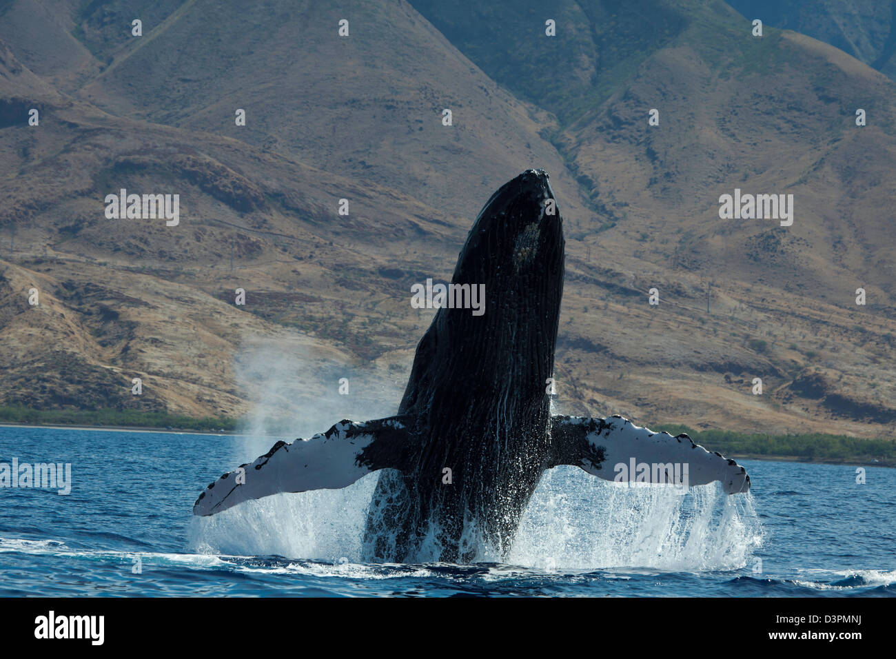Breaching humpback whale, Megaptera novaeangliae, with West Maui in the background, Hawaii. Stock Photo