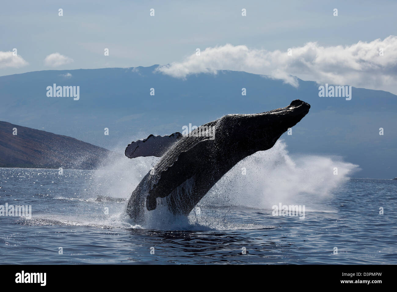 Breaching humpback whale, Megaptera novaeangliae, with Haleakala in the background, Maui, Hawaii. Stock Photo