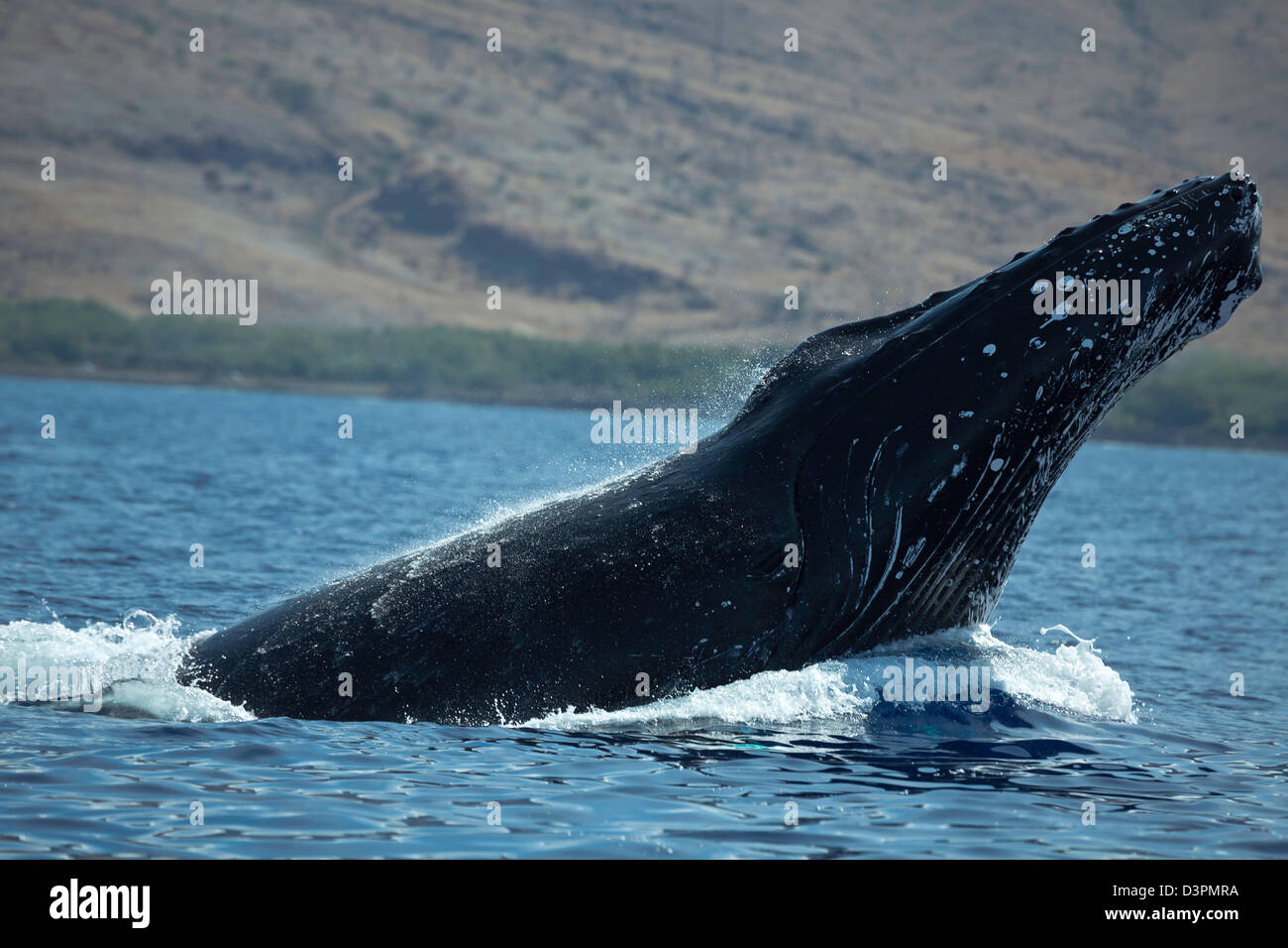 Breaching humpback whale, Megaptera novaeangliae, with West Maui in the background, Hawaii. Stock Photo