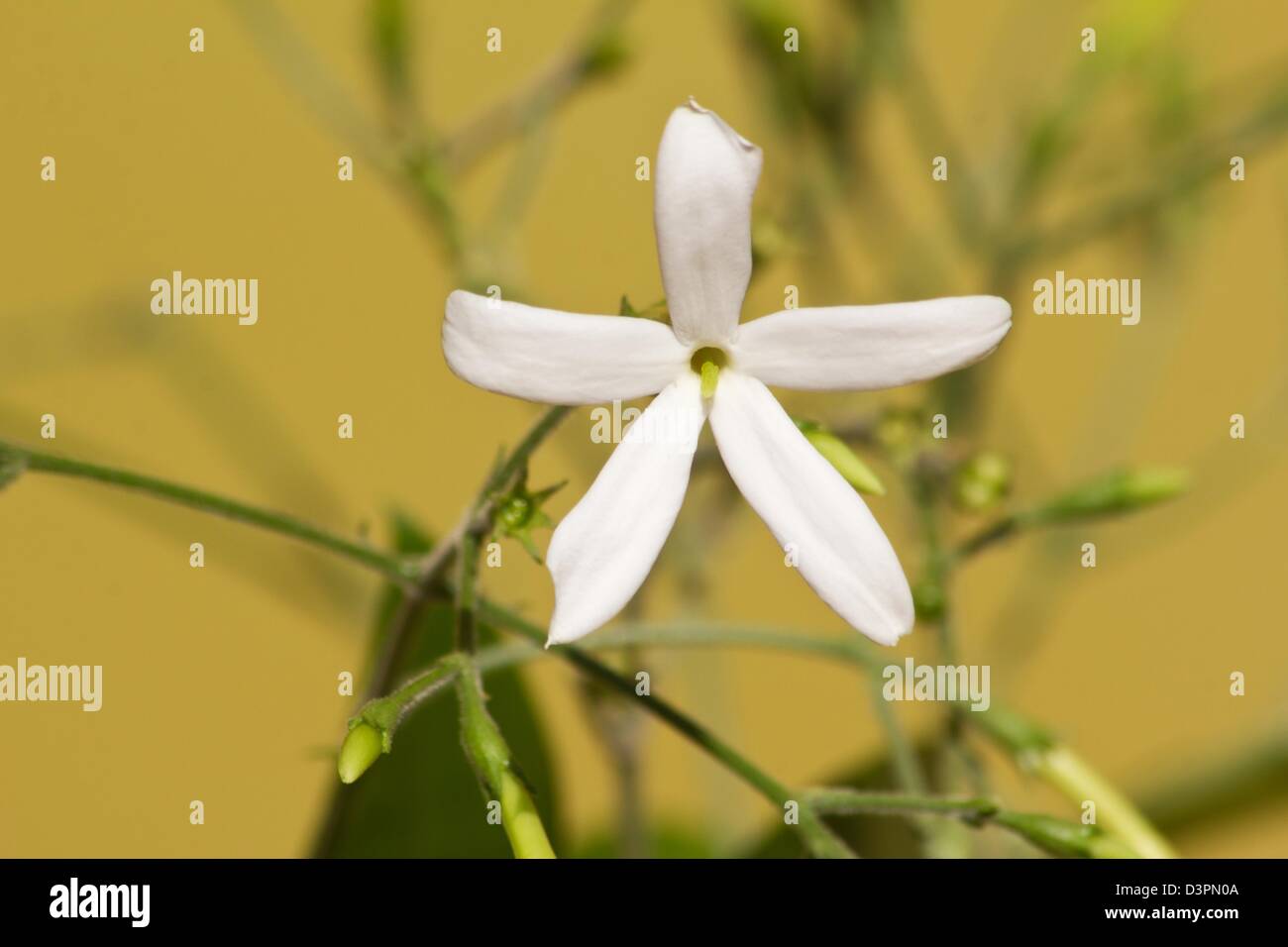 Azores jasmine plant and flower (Jasminum azoricum) with yellow background Stock Photo