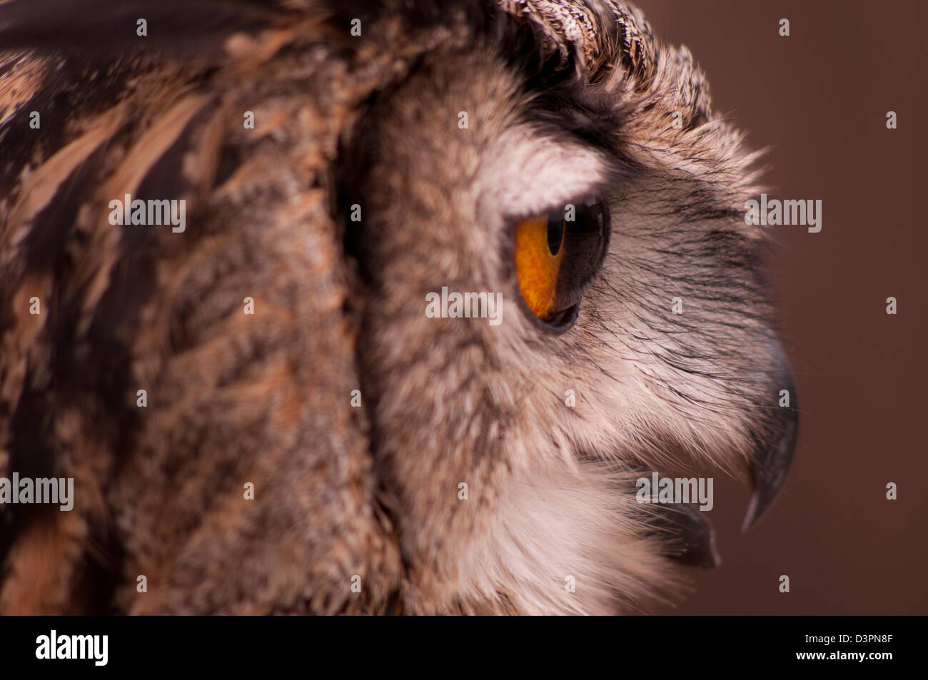 eagle-owl, gufo reale Stock Photo