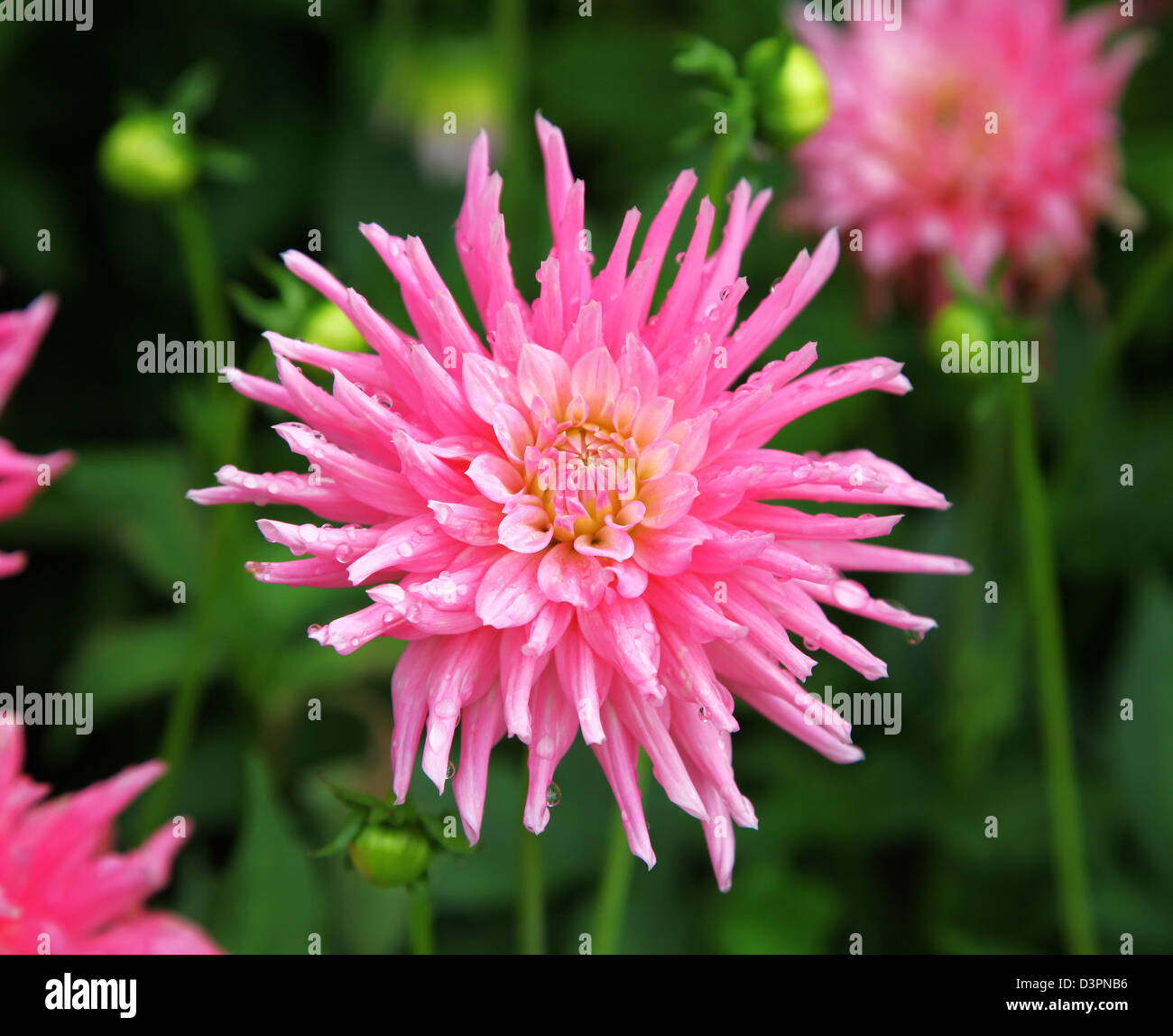 The pink spiky flower head of a Dahlia possibly ‘City of Leiden’ (Semi-Cactus Type) Stock Photo