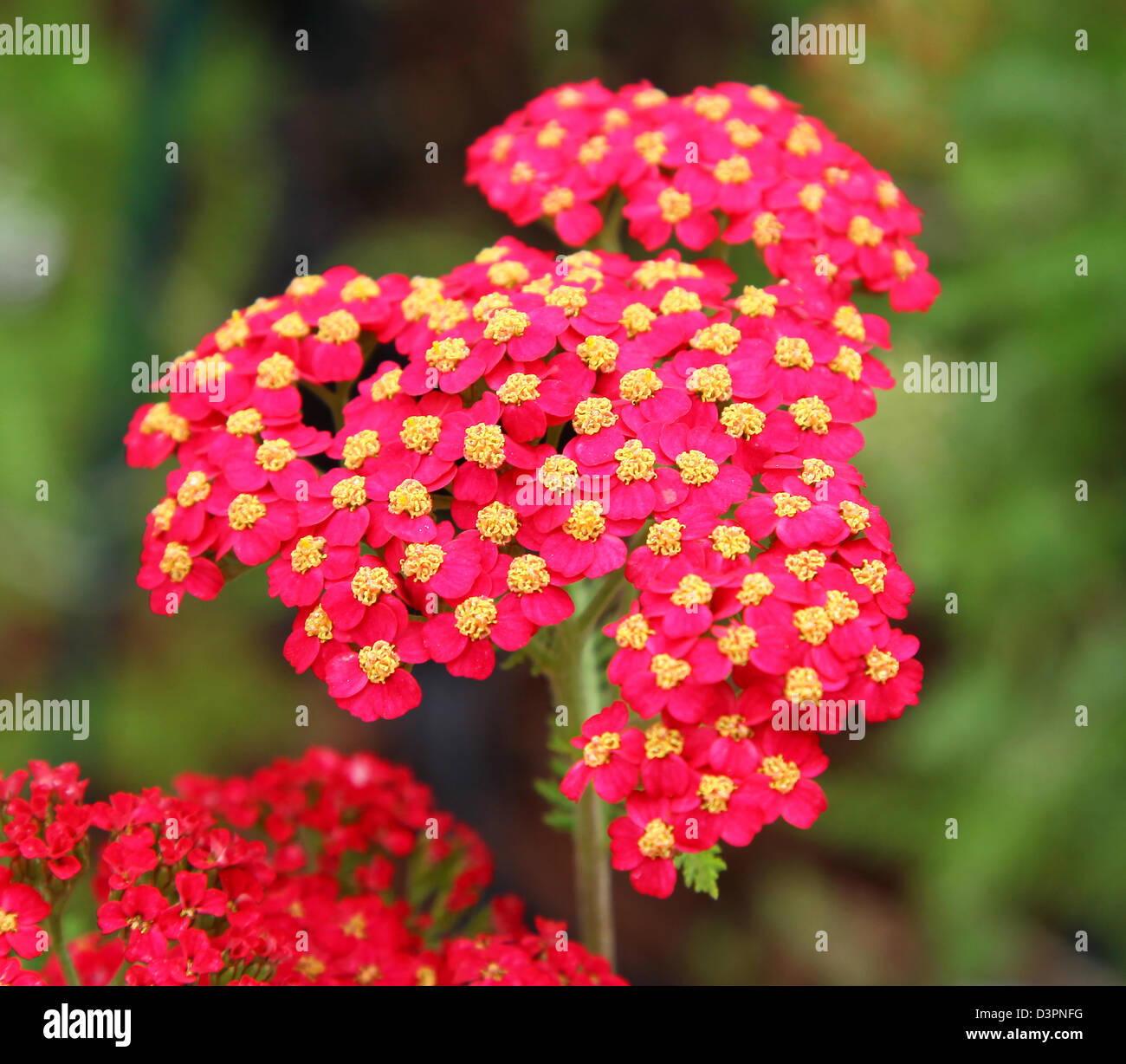 The red flowers with yellow centres of Achillea 'Fanal' Stock Photo