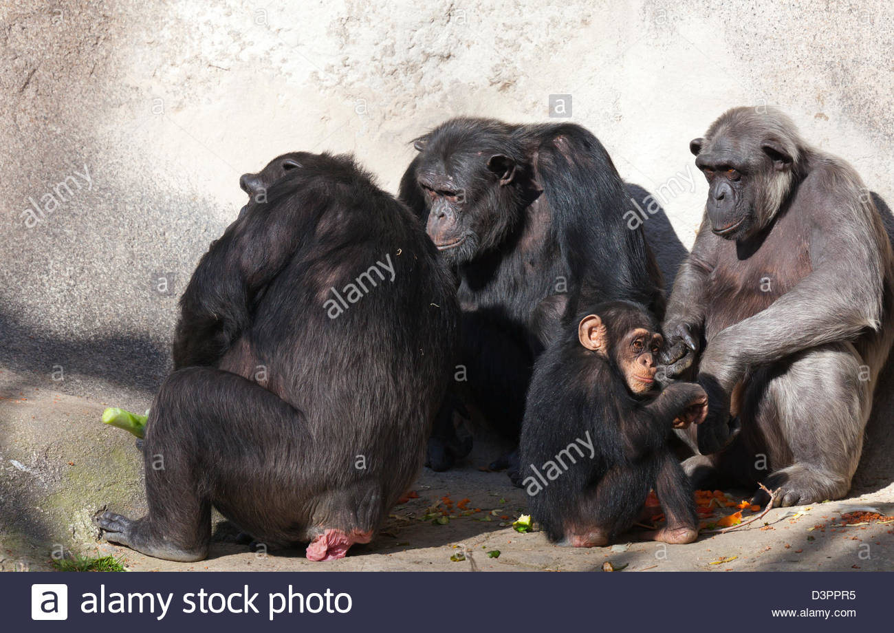Baby Chimpanzee Cute Stock Photos Amp Baby Chimpanzee Cute