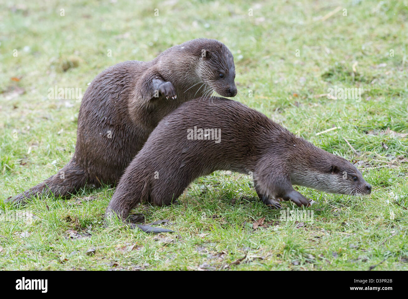 Otters (Lutra lutra) Stock Photo