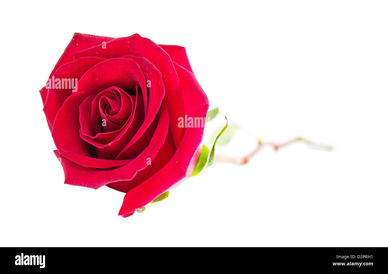 beautiful red roses and petals isolated on white Stock Photo